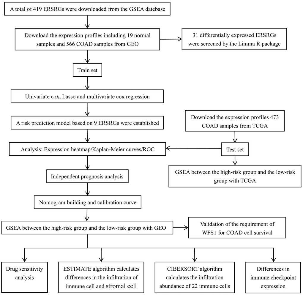 Flow chart of experimental design in this study.