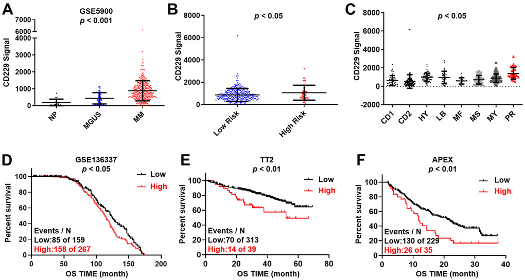Increased CD229 expression is correlated with poor survival in MM. (A) CD229 mRNA levels were significantly elevated in MM patients. The signal level of CD229 was shown on the y-axis. Patients were designated as healthy donors with normal bone marrow plasma cells (NP, n = 22), monoclonal gammopathy of undetermined significance (MGUS, n = 44), or multiple myeloma (MM, n = 351), sorted on the x-axis. (B, C) Box plot showed CD229 expression in high-risk versus low-risk MM subgroup (B), and in 8 MM risk subgroups from TT2 patient cohort (C). (D–F) Elevated CD229 mRNA expression was associated with poor overall survival (OS) in MM patients from GSE136337 (D), TT2 (E) and APEX (F) patient cohorts.