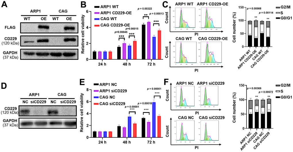 Elevated CD229 expression promotes MM cell proliferation. (A) WB analysis of CD229 overexpression in ARP1 and CAG cells using CD229 and Flag tag antibodies. (B) The proliferation capacity in WT and CD229-OE MM cells was detected by MTT. (C) Flow cytometry revealed that the proportion of G2/M phase was significantly increased in CD229-OE cells compared to WT cells. (D) WB analysis confirmed the reduction of CD229 in ARP1 and CAG cells upon transfection with the siRNA. (E) Decreased CD229 resulted in a lower cell proliferation rate in ARP1 and CAG cells detected by MTT. (F) Flow cytometry analysis revealed that the proportion of G2/M phase was significantly decreased in si-CD229 cells relative to NC cells. The data of experiments represent Mean±SD from at least three independent experiments. **p p 