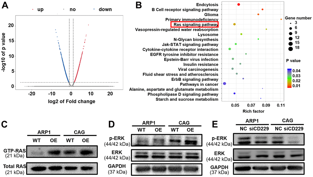The potential signaling pathway of CD229 for MM biology is screened by RNA-seq. (A) The volcano plot of differentially expressed genes between WT and CD229-OE MM cells. X axis, log2 fold change; Y axis, −log10 P value. (B) Pathway enrichment analysis of RNA-seq data unveiled enrichment of RAS signaling pathway. (C) RAS-GTP and total RAS expression in WT and CD229-OE MM cells were detected by RAS antibody. (D, E) WB test confirmed that p-ERK was increased in CD229-OE cells (D) and decreased in si-CD229 cells (E). The data of experiments represent Mean±SD from at least three independent experiments.