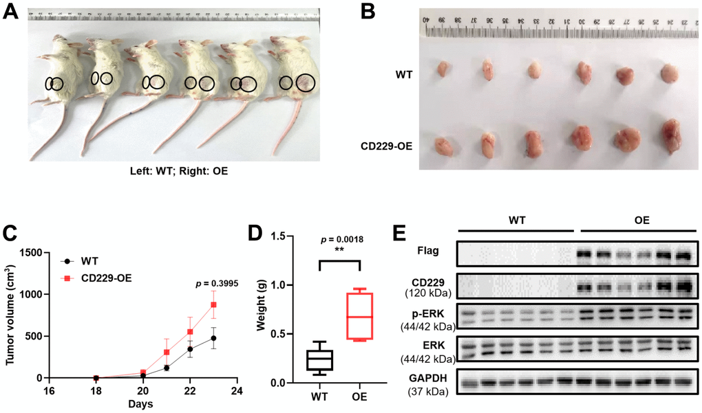 Overexpression of CD229 promotes MM cell proliferation in MM xenograft model. (A) Photographic images of xenograft mice were captured on Day 23. (B) Photographic images of xenografts from SCID/NOD mice. (C) Tumor volume growth curve of NOD/SCID mice. (D) Tumor weight in CD229-OE group was significantly higher than those of WT group. (E) WB assay showed that both CD229 and p-ERK expression were higher in CD229-OE group than WT group derived from xenograft tumors. The data of experiments represent Mean±SD from at least three independent experiments. **p 