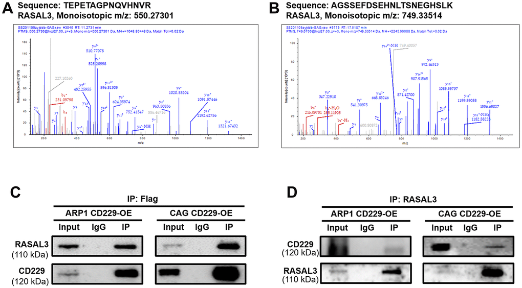 CD229 regulates the RAS signaling pathway by interacting with RASAL3 in MM. (A, B) The specific peptides from CD229 were identified by MS analysis. (C, D) Co-IP assay confirmed the interaction between CD229 and RASAL3. The data of experiments represent Mean±SD from at least three independent experiments.