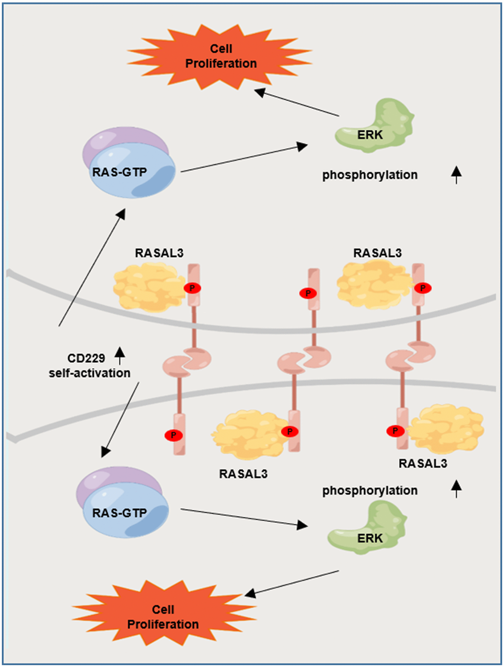Graphic working model illustrates that tyrosine phosphorylation-mediated CD229 self-activation regulates the downstream RAS/ERK pathway by interacting with RASAL3.