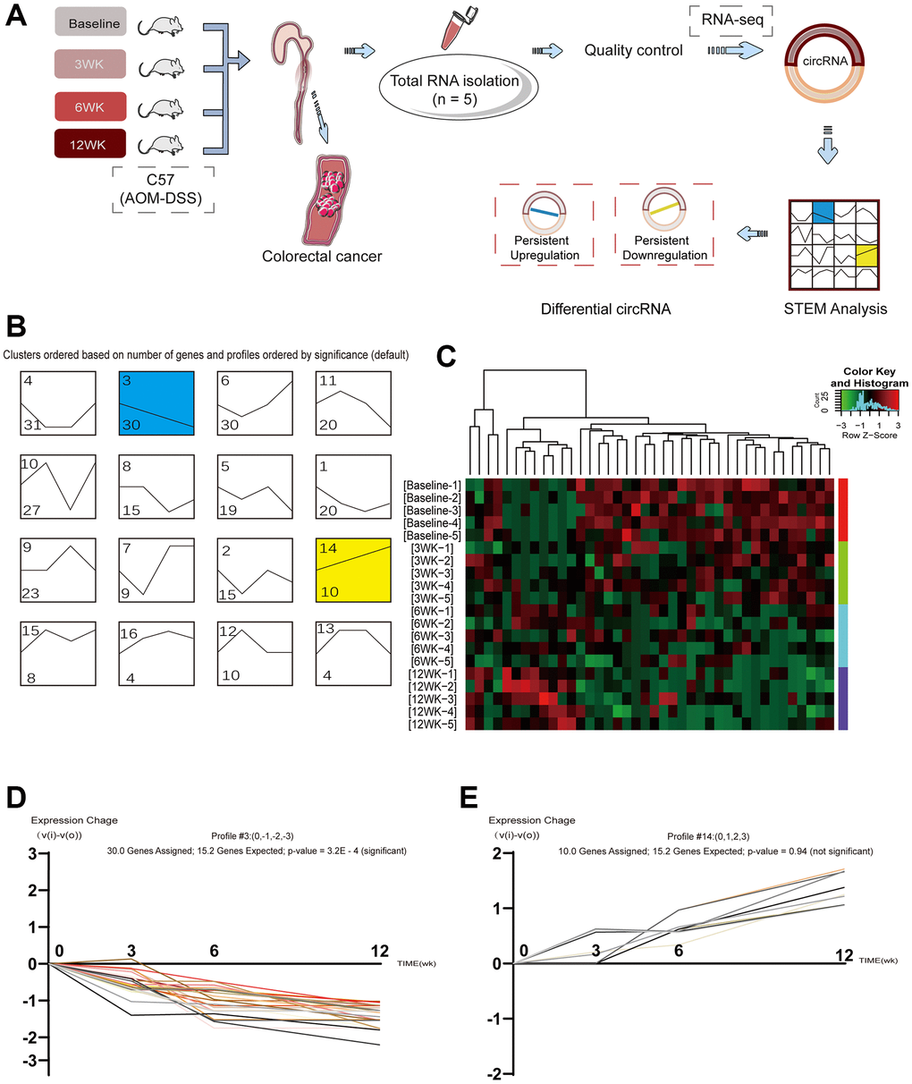 Identification of circular RNAs expressed at different stages in inflammation-based tumorigenesis. (A) Schematic representation of circRNA identification and sequencing; (B) Cluster based on changes in circRNA; (C) Heatmap of the clustering analysis indicating differences in circRNA expression profiles in the stage of “inflammation-CRA-CRC”. Areas colored red and green indicate the upregulation and downregulation of circRNA, respectively; (D) circRNAs with persistent downregulation; (E) circRNAs with persistent upregulation.
