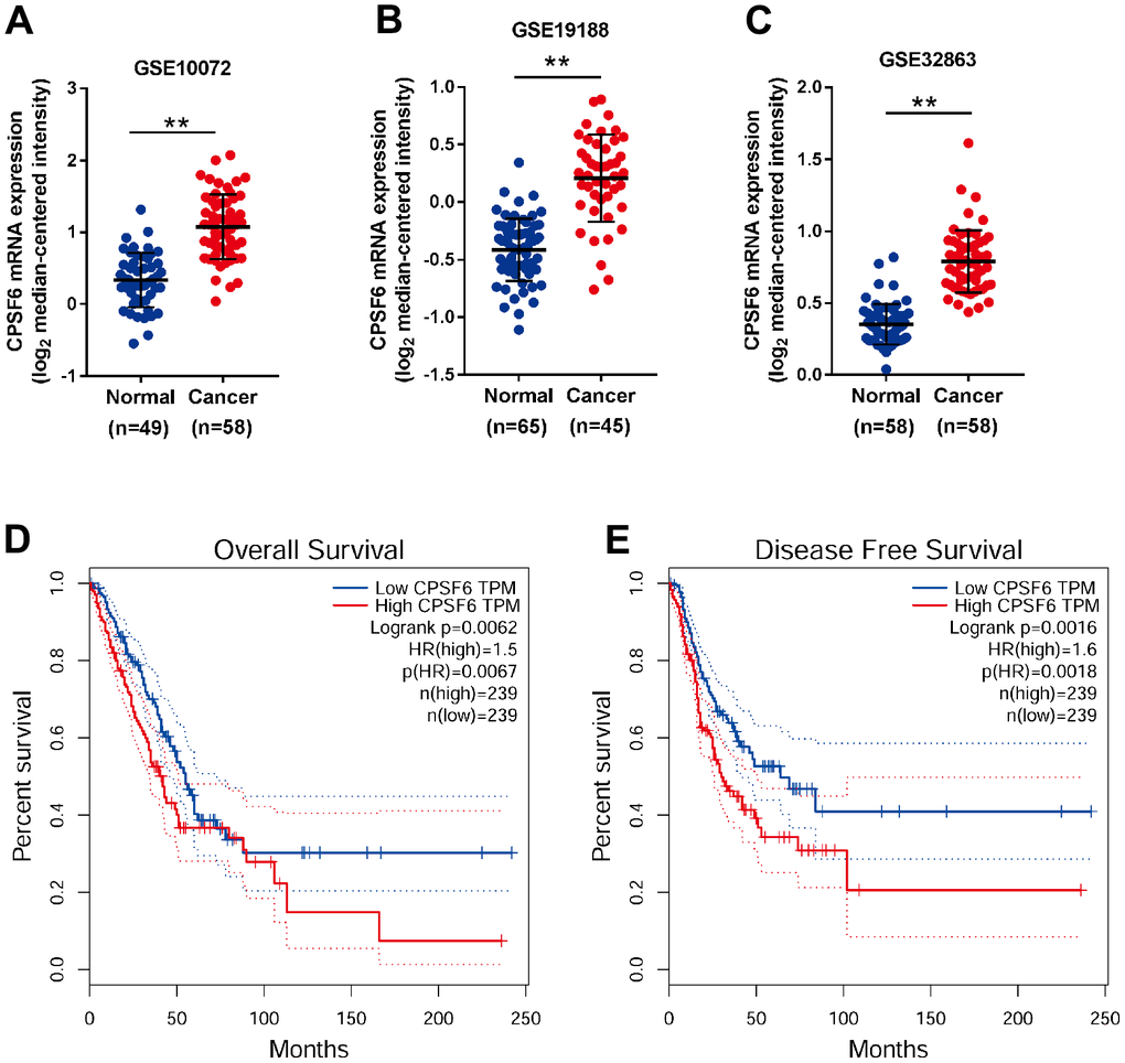 CPSF6 overexpression was correlated with poor overall survival of LUAD patients. (A–C) Comparison of CPSF6 mRNA expression in NSCLC and normal lung tissues from GSE10072 (A), GSE19188 (B) and GSE32863 (C). (D, E) Overall survival (D) and disease-free survival (E) analysis of TCGA LUAD dataset. **P