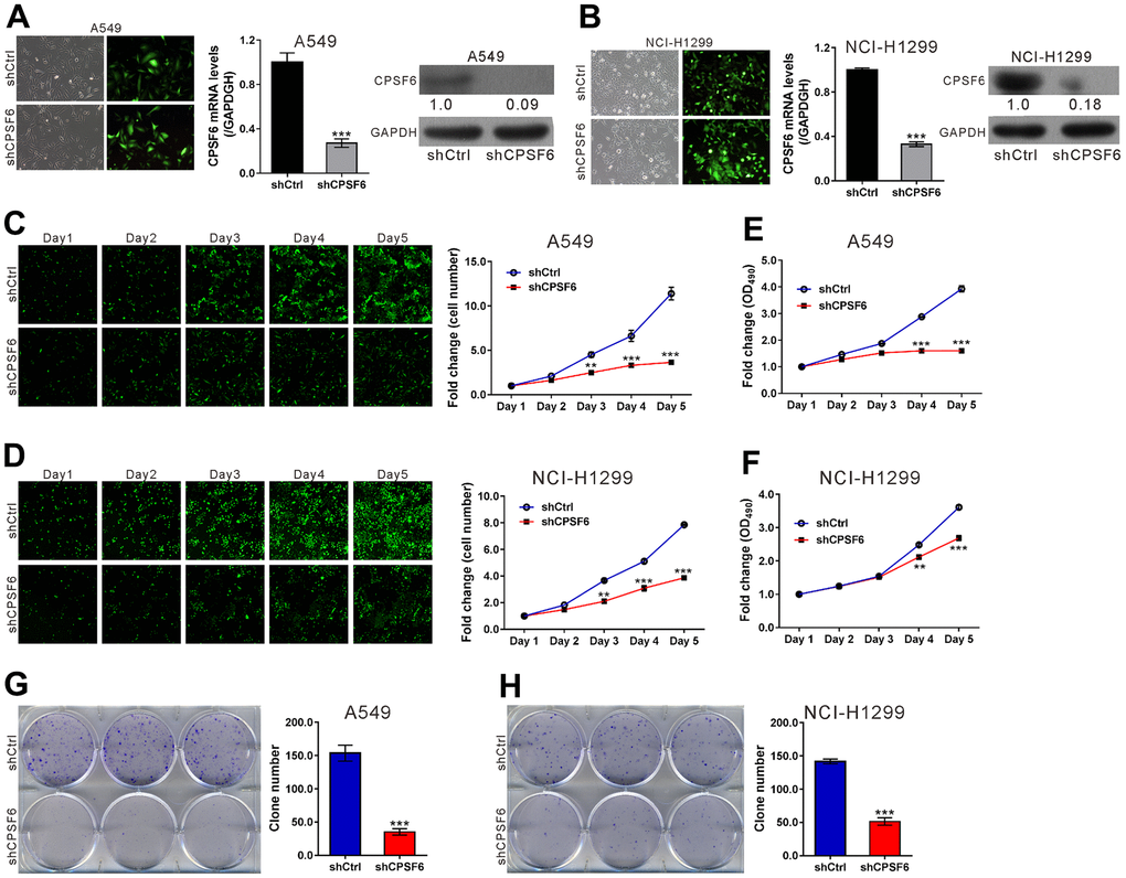 CPSF6 knockdown suppressed cell proliferation of LUAD cells. A549 and NCI-H1299 cells were transduced with lentivirus expressing CPSF6 shRNA (shCPSF6) or control shRNA (shCtrl). (A, B) At 72 h later, infection efficiency was estimated by counting the numbers of GFP expressing cells under a fluorescence microscopy. Magnification: 200× (left panel). Real-time PCR analysis and western blotting were conducted to assess mRNA (middle panel) and protein expression (right panel) of CPSF6, respectively. The densitometric analysis of western blotting was shown below the blot. (C, D) The Celigo Cell Counting assay was done for 5 days. The fold change of cell number was calculated relative to Day 1. (E, F) MTT assay was used to estimate cell proliferation. The fold change of OD490 was calculated relative to Day 1. (G, H) Colony formation assay was continued for 8 days to evaluate cell proliferation. **P