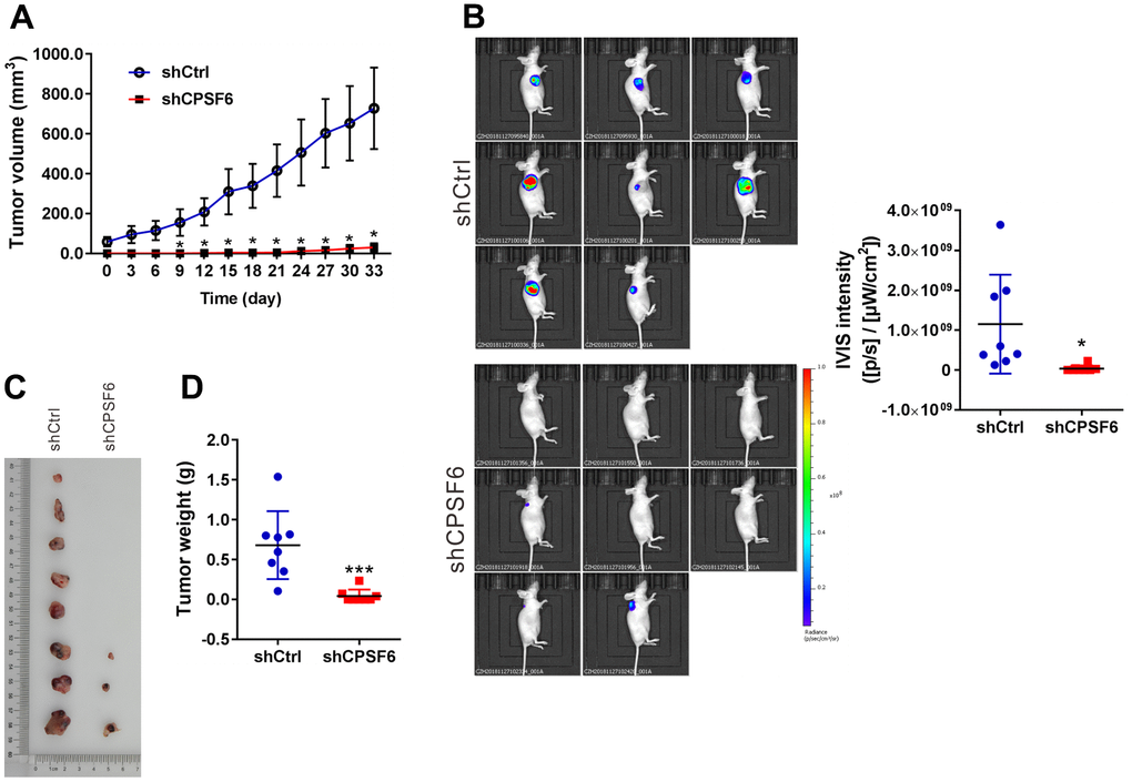 CPSF6 knockdown suppressed LUAD cell growth in vivo. Nude mice were transplanted with A549 cells stably expressing CPSF6 shRNA (shCPSF6) or control shRNA (shCtrl) (n=8 per group). (A) One month later, xenograft was formed, and the tumor volume of xenografts was then monitored every 3 days and continued for 33 days. (B) Images of tumor-bearing mice and quantitative IVIS intensity are shown (n=8 per group). (C, D) Xenografts were formed in 8 mice of shCtrl group and 3 mice of shCPSF6 group. These xenografts were collected (C) and weighed (D). *P 