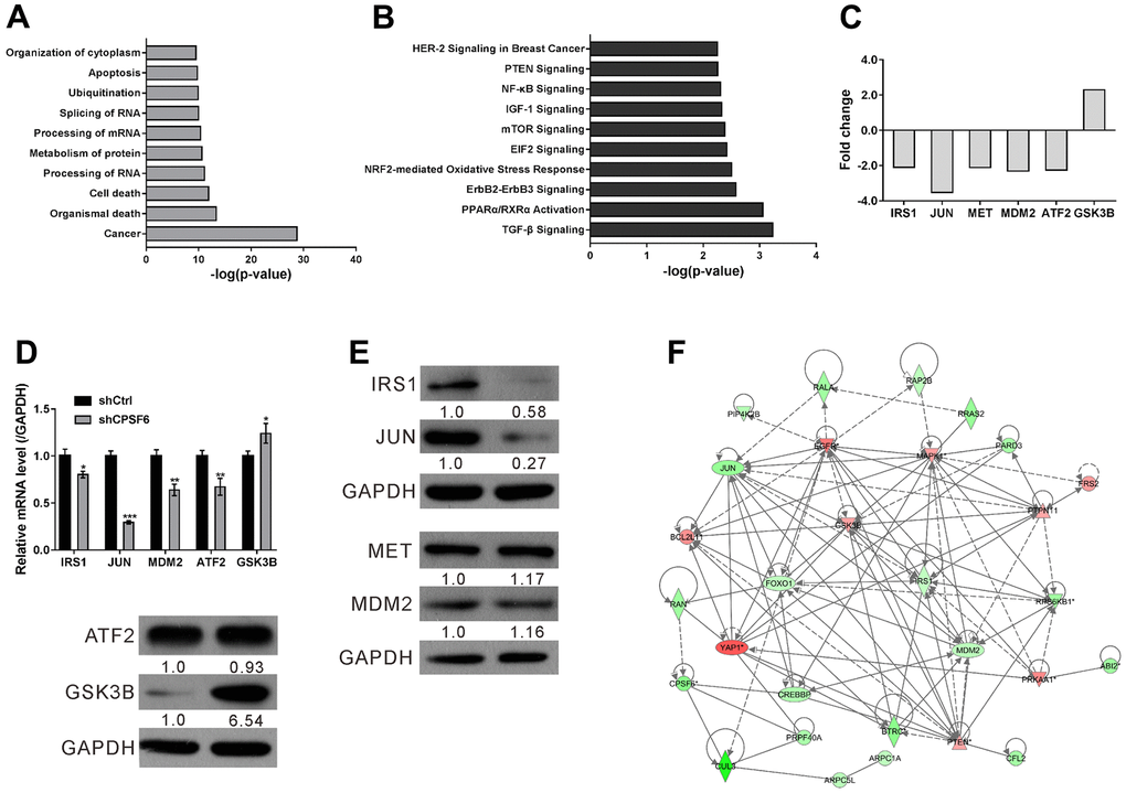 Microarray analysis of A549 cells with CPSF6 knockdown. A549 cells were transduced with lentivirus expressing CPSF6 shRNA (shCPSF6) or control shRNA (shCtrl). (A, B) Disease and function enrichment analyses (A) and canonical pathway analyses (B) with the IPA application. (C) Fold changes of IRS1, JUN, MET, MDM2, ATF2 and GSK3B as indicated by Microarray analysis. (D, E) Real-time PCR (D) and Western blot (E) was performed to validate Microarray data. The densitometric analysis of western blotting was shown below the blot. (F) CPSF6 knockdown-induced changes in the network constructed by IPA. Up-regulated and down-regulated Genes were presented in red and in green, respectively. *P 