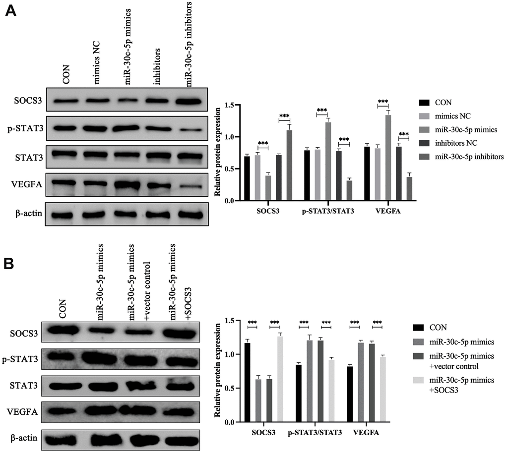 miR-30c-5p regulates the expression of the SOCS3/STAT3/VEGFA pathway. (A) Western blotting analyses of the effect of miR-30c-5p on SOCS3/STAT3/VEGFA pathway expression in HOMECs. (B) Western blotting analyses of the effect of SOCS3 on STAT3/VEGFA pathway expression in HOMECs. Data are presented as mean ± SD for three independent experiments. ***P