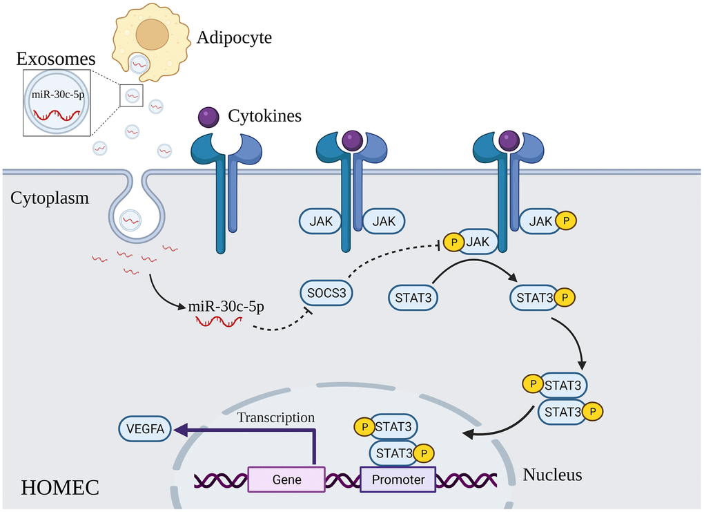 Schematic illustration of adipocyte-derived exosomal miR-30c-5p activating the STAT3/VEGFA pathway by targeting SOCS3 in HOMECs. Exosomes derived from adipocytes promote the activation of the STAT3/VEGFA pathway in HOMECs by transporting miR-30c-5p to directly inhibit SOCS3 expression at the post-transcriptional level.