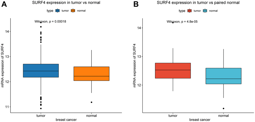 Expression of SURF4 in breast cancer. (A) The expression of SURF4 in tumor and normal tissues. (B) The expression of SURF4 in tumor and paired normal tissues.