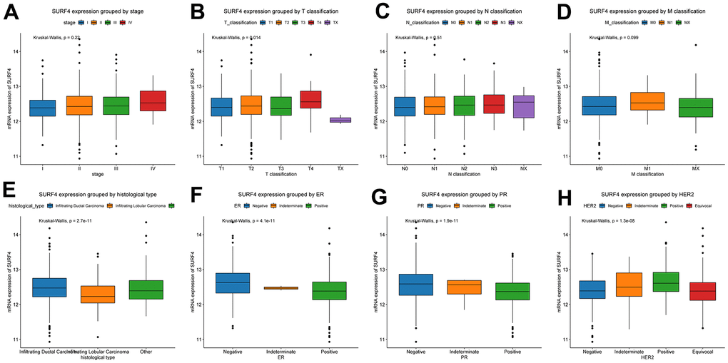 Expression of SURF4 in breast cancer and its relationship with clinicopathological parameters. Expression of SURF4 grouped by (A) stage, (B) T classification, (C) N classification, (D) M classification, (E) histological type, (F) ER, (G) PR, and (H) HER2.