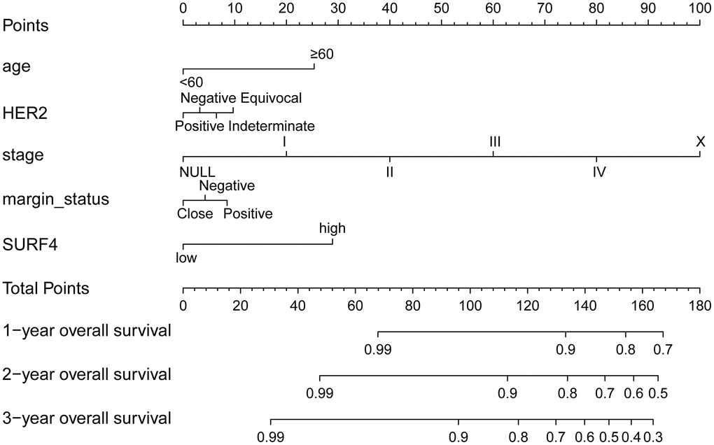 The nomogram about SURF4 and OS. 1-, 3- and 5-year related survival probabilities were obtained by drawing a line straight down to the risk axis.