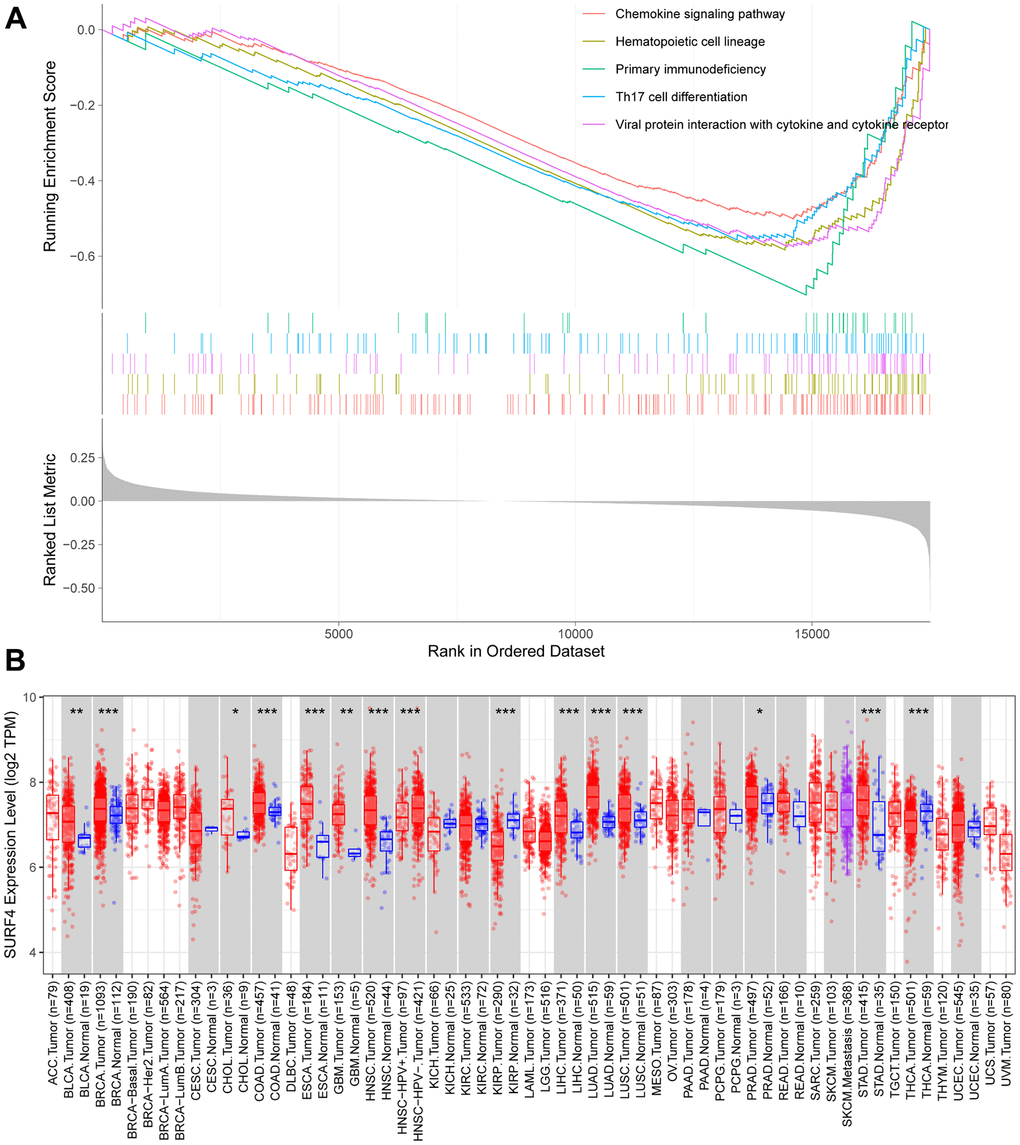 Expression of SURF4 by enrichment analysis and in TIMER database. (A) Top 5 enrichments with enriched high expression of SURF4. (B) Expression of SURF4 in diverse types of human cancers in the TIMER database.