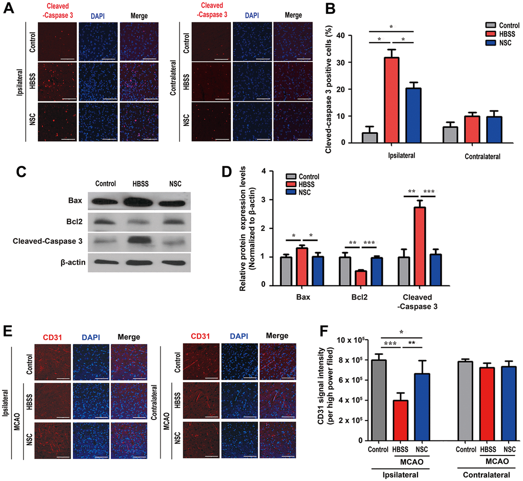 Neuroprotective and pro-angiogenic activities of ahNSCs. (A) Immunofluorescence for cleaved-caspase 3 was performed at 1 d after ahNSCs transplantation. Representative images show the immunostaining results of cleaved-caspase 3 (red) in the ipsilateral (infarct) area and contralateral (non-infarct) areas of each group (n = 3 for the control group, n = 3 for the HBSS group, n = 4 for the NSC group). Scale bar = 100 μm. (B) Percent of cleaved-caspase 3-positive cells were calculated and compared among the groups. Mean ± SEM. * P C) Expression of Bax (23 kDa), Bcl-2 (26 kDa), and cleaved-caspase 3 (17/19 kDa) in the brains of ischemic stroke animal models (n = 3 for the control group, n = 3 for the HBSS group, n = 4 for the NSC group) was accessed by western blot analysis. The pictures show representative images. β-actin (43 kDa) = loading control. (D) Relative protein expression levels of Bax, Bcl-2, and cleaved-caspase 3 was calculated and compared among the groups. Mean ± SD. * P P P E) Immunofluorescence for endothelial cells marker, CD31, was performed at 28 d after ahNSCs transplantation. Representative images of the ipsilateral (infarct) or contralateral (non-infarct) areas of each group (n = 5 for the control group, n = 6 for the HBSS group, n = 5 for the NSC group) are shown. Scale bar = 100 μm. (F) The CD31 signal intensity per high power field was measured and then compared. Mean ± SEM. * P P P 