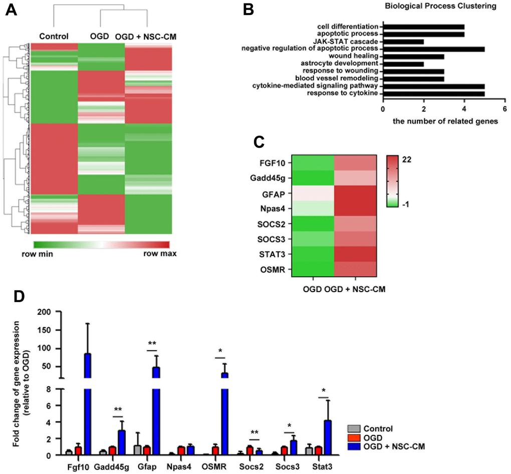 DEGs and biological processes associated with effects of ahNSCs. (A) DEGs among the primary cortical neurons in the control, OGD, and NSC-CM group was filtered out, and then hierarchical clustering was performed. (B) With 53 genes whose expression were up-regulated in the OGD + NSC-CM group compared to the OGD group (> 2, up-regulated genes) biological process clustering was performed. (C) Expression of the top eight up-regulated genes of the NSC-CM group was illustrated at heatmap. (D) High expression of the top eight up-regulated genes was examined by qRT-PCR (n = 3 per group). * P 