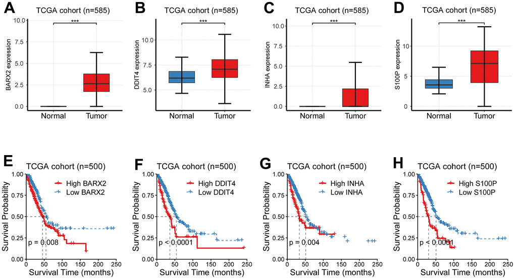 Identification of candidate CR-related hub genes in LUAD. (A–D) The expression levels between the para-cancerous and cancer samples showed an apparent distinction. (E–H) Four CR-related genes (BARX2, DDIT4, INHA, S100P) had a survival significance.