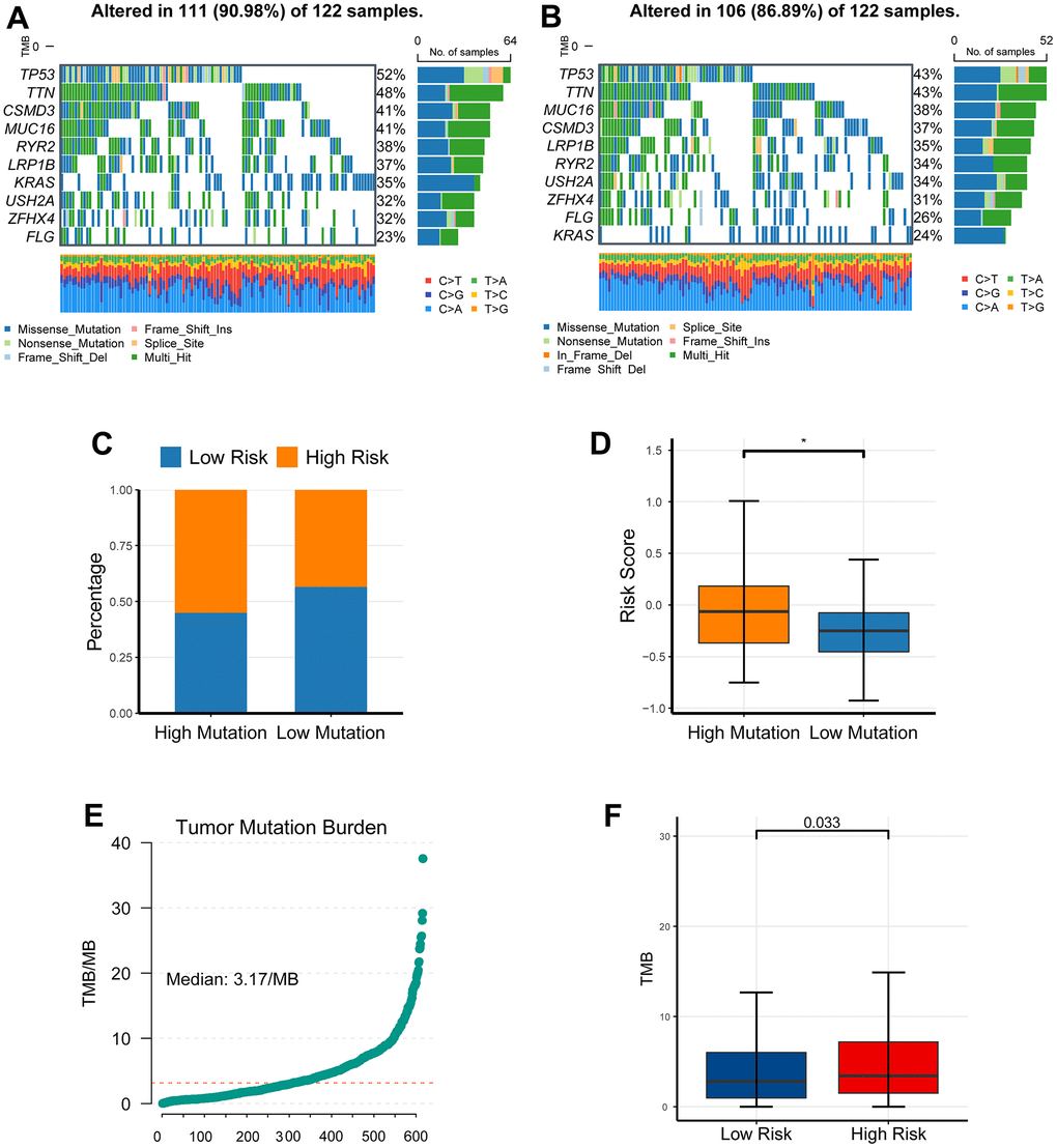 The investigation of somatic mutation between the low-risk cohort and high-risk cohort. (A, B) The waterfall plot showed a distinct mutation rate between the low- and the high-risk cohorts. (C, D) The high mutated cohort had a higher risk than the low mutated cohort. (E) TMB was estimated with maftool in R, and ranged from 0.02/MB to 37.54/MB. (F) TMB was significantly elevated in the high risk cohort compared to its counterpart. *P P P 