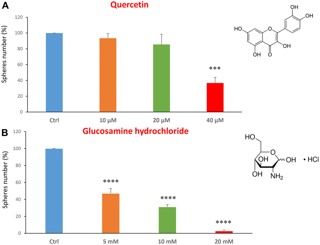 Dietary supplements decrease CSC propagation. The effects of two dietary supplements, quercetin and glucosamine hydrochloride, are shown. (A) Note that quercetin is effective in inhibiting CSC propagation, at a concentration of 40 μM and its IC50 falls in the range of 20 and 40 μM concentration. (B) Note that glucosamine significantly decreases mammosphere number, at concentrations of 5, 10 and 20 mM. Bar graphs are shown as the mean ± SEM; t-test, two-tailed test. ***p 