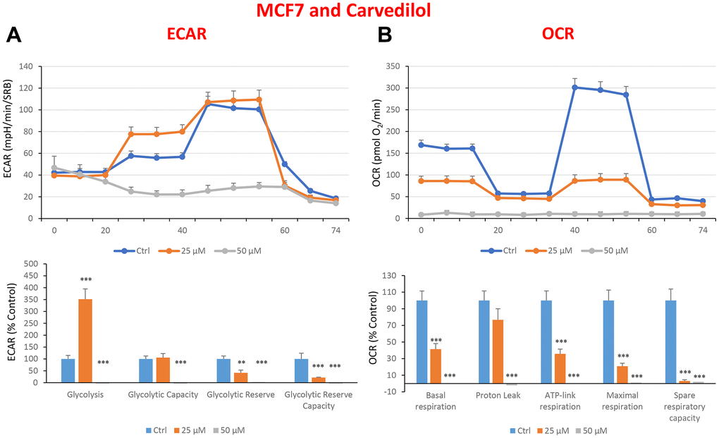 Treatment with carvedilol differentially affects both glycolysis and oxygen consumption rates in MCF7 cells, in a concentration-dependent manner. Cells were seeded and treated with carvedilol, as described above. Briefly, cells were seeded at a density of fifteen thousand in a 96-well format. (A) Extracellular consumption rate (ECAR) was assessed by Seahorse metabolic flux analysis. A representative trace is shown in the top panel. Importantly, carvedilol treatment induced glycolysis by >3.5-fold at 25 μM, but showed dramatic inhibition of glycolysis at 50 μM. (B) Oxygen consumption rate (OCR) was measured by Seahorse metabolic flux analysis. A representative trace, in the top panel, shows progressive decreases in OCR in samples treated with carvedilol (25 and 50 μM), versus the vehicle alone control cells. The bar graph (lower panel) shows that carvedilol treatment significantly decreases the basal respiration, ATP production, maximal and spare respiration, as compared to the control cells. In summary, at 25 μM, carvedilol enhanced glycolysis, but inhibited mitochondrial oxygen consumption. In contrast, at 50 μM, carvedilol inhibited both glycolysis and mitochondrial oxygen consumption. In panels A and B, experiments were performed three times independently, with six repeats for each replicate. Bar graphs are shown as the mean ± SEM, t-test, two-tailed test. *p 