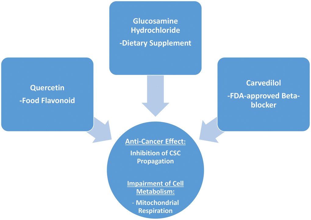 Summary: Identification of natural products and FDA-approved drugs for targeting cancer stem cell (CSC) propagation. This scheme summarizes our current results related to quercetin, glucosamine hydrochloride and carvedilol compounds and their effects on i) CSC propagation and ii) energy metabolism in MCF7 cells. Quercetin is flavonoid found in many foods, glucosamine is a dietary supplement, and carvedilol is an FDA-approved beta-blocker. Intriguingly, although these three compounds are so different in their chemical structure, they share the ability to interfere with mitochondrial metabolism and block the propagation of CSCs.