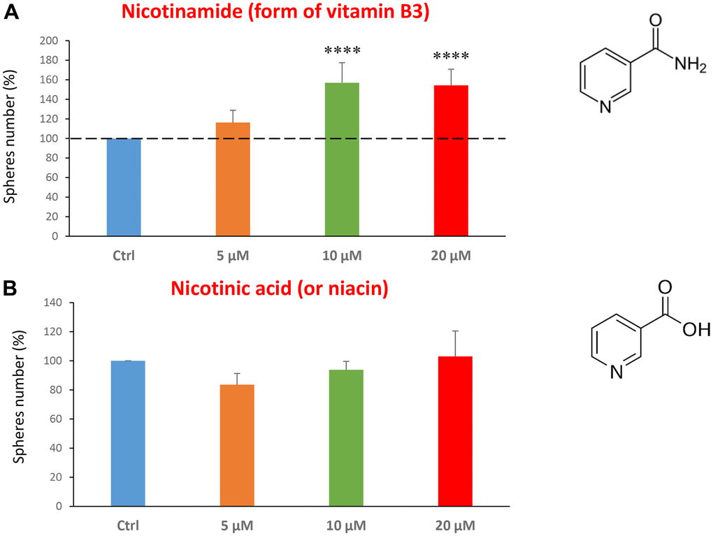Testing the efficacy of two forms of vitamin B3 on CSC propagation. (A) Nicotinamide, also known as niacinamide, significantly increases CSC propagation by >1.5-fold, at concentrations of 10 and 20 μM. (B) However, Nicotinic acid (or niacin) does not have any effect on mammosphere formation. Bar graphs are shown as the mean ± SEM; t-test, two-tailed test. ****p 