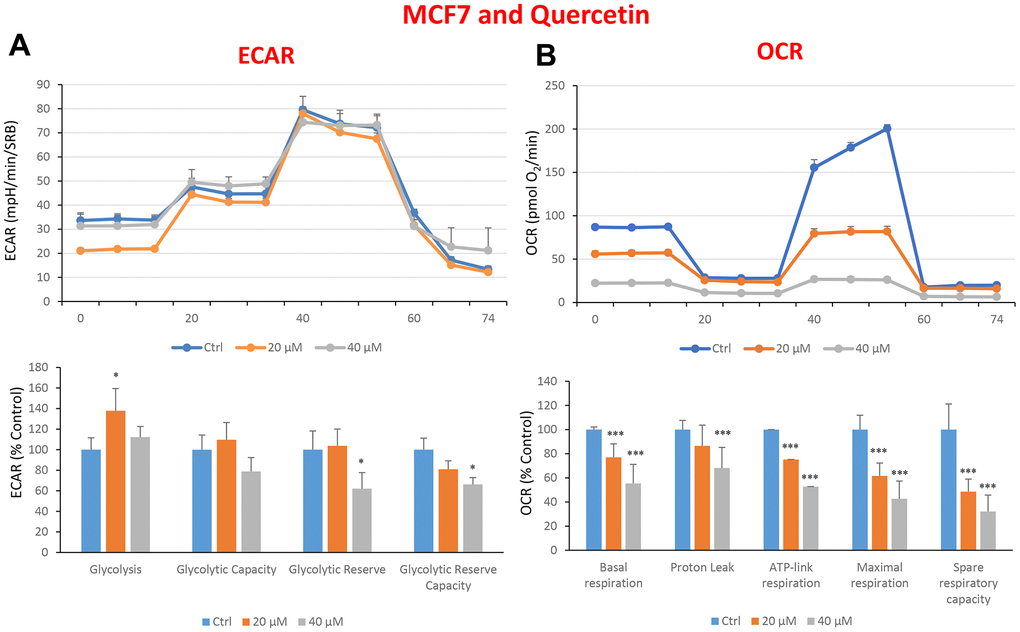 Treatment with quercetin preferentially reduces mitochondrial oxygen consumption rates in MCF7 cells. Cells were seeded and treated with quercetin, as described above. Briefly, cells were seeded at a density of fifteen thousand in a 96-well format. (A) Extracellular consumption rate (ECAR) was assessed by Seahorse metabolic flux analysis. A representative trace is shown in the top panel. Importantly, quercetin treatment only had minor effects on glycolysis. (B) Oxygen consumption rate (OCR) was measured by Seahorse metabolic flux analysis. A representative trace, in the top panel, shows decreased OCR in samples treated with quercetin (20 and 40 μM), versus the vehicle alone control cells. The bar graph (lower panel) shows that quercetin treatment significantly decreases the basal respiration, ATP production, maximal and spare respiration, as compared to the control cells. In panels A and B, experiments were performed three times independently, with six repeats for each replicate. Bar graphs are shown as the mean ± SEM, t-test, two-tailed test. *p 