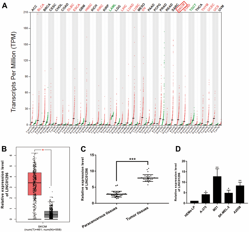 Identification of LINC01296 as an up-regulated lncRNA in CMM. (A) GEPIA database results about the up-expression of LINC01296 in CMM tissues. (B) LINC01296 expression in CMM tissues and adjacent non-cancerous tissues from GEPIA database. (C) qRT-PCR analysis of the expression level of LINC01296 in 30 paired CMM tissues and the adjacent non-cancerous tissues. (D) LINC01296 expression level in CMM cell lines and human epidermal melanocytes, adult cell line (HEMa-LP) were detected by qRT-PCR analysis. All of data were analyzed from three independent experiments. * P P P 