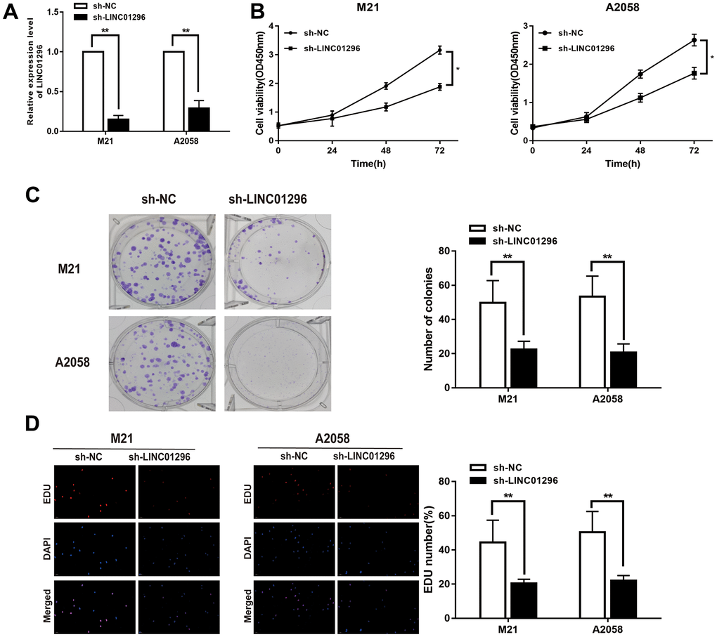 Knock-down of LINC01296 decreased proliferation abilities of CMM cells. (A) The relative expression of LINC01296 determined by qRT-PCR analysis following the treatment of knocking down LINC01296 (sh-LINC01296) in M21 and A2058 cells. (B) Cell proliferation was examined by CCK-8 assays in sh-LINC01296 group at the indicated time points in M21 and A2058 cells. The sh-NC was as control. (C) Cell proliferation was determined by colony-formation assay of impacts of knocking down LINC01296 in M21 and A2058 cells. (D) EDU assay was used to assess cell proliferation of knocking down LINC01296 in M21 and A2058 cells. All of data were analyzed from three independent experiments. * P P 