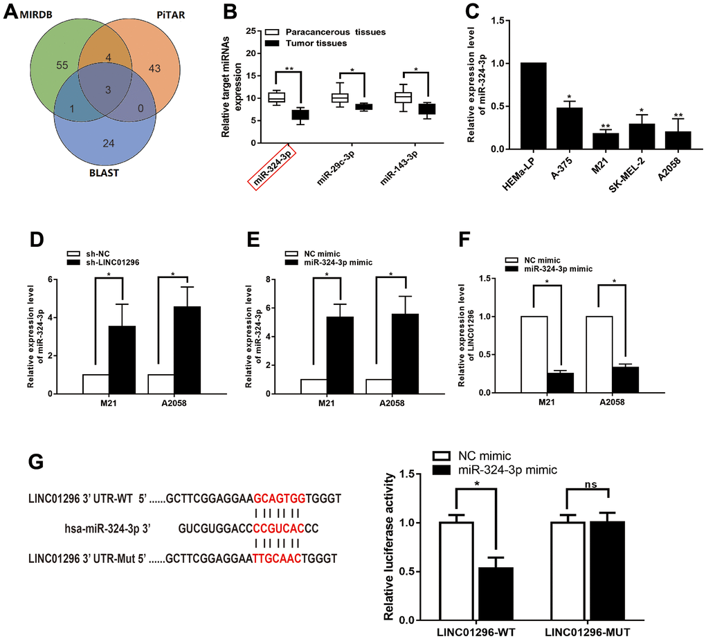 LINC01296 interacted with miR-324-3p and repressed its expression in CMM. (A) A schematic diagram used to search the target miRNAs of LINC01296 in three databases. (B) qRT-PCR assay confirmed the relative expression of three candidate miRNAs of LINC01296 in 30 paired CMM tissues compared with adjacent non-cancerous tissues. (C) miR-324-3p expression level in CMM cell lines and human epidermal melanocytes, adult cell line (HEMa-LP) were detected by qRT-PCR analysis. (D) Schematic illustration of the predicted binding sites between LINC01296 and miR-324-3p, and mutation of potential miR-324-3p binding sequence in LINC01296. Relative luciferase activities of wild type (WT) and mutated (MUT) LINC01296 reporter plasmid in human embryonic kidney (HEK) 293T cells co-transfected with miR-324-3p mimic. (E) The relative expression of miR-324-3p in M21 and A2058 cells transfected with knocking down LINC01296 by qRT-PCR analysis. (F) The relative expression of miR-324-3p in M21 and A2058 cells transfected with miR-136-5p mimic by qRT-PCR analysis. (G) The relative expression of LINC01296 in M21 and A2058 cells transfected with miR-136-5p mimic by qRT-PCR analysis. All of data were analyzed from three independent experiments. *P P nsP>0.05.