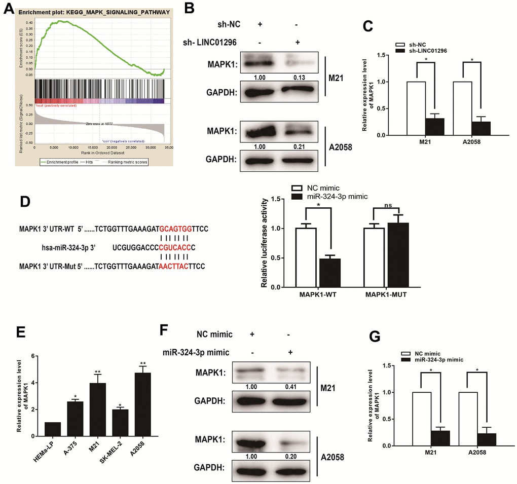 MAPK1 was a direct target of miR-324-3p in CMM progression. (A) Kyoto Encyclopedia of Genes and Genomes analysis revealed that the MAPK signaling pathway was significantly altered in CMM. (B) The effect of LINC01296 on MAPK1 expression was analyzed by Western blotting with the indicated antibodies and samples from the M21 and A2058 cells transfected with sh-LINC01296 or sh-NC. (C) The relative expression of MAPK1 in M21 and A2058 cells transfected with knocking down LINC01296 by qRT-PCR analysis. (D) Schematic illustration of the predicted binding sites between miR-324-3p and MAPK1, and mutation of potential miR-324-3p binding sequence in MAPK1. Relative luciferase activities of wild type (WT) and mutated (MUT) MAPK1 reporter plasmid in human embryonic kidney (HEK) 293T cells co-transfected with miR-324-3p mimic. (E) MAPK1 expression level in CMM cell lines and human epidermal melanocytes, adult cell line (HEMa-LP) were detected by qRT-PCR analysis. (F) The relative expression of MAPK1 in M21 and A2058 cells transfected with miR-136-5p mimic by Western Blotting analysis. (G) The relative expression of MAPK1 in M21 and A2058 cells transfected with miR-136-5p mimic by qRT-PCR analysis. All of data were analyzed from three independent experiments. *P P nsP>0.05.