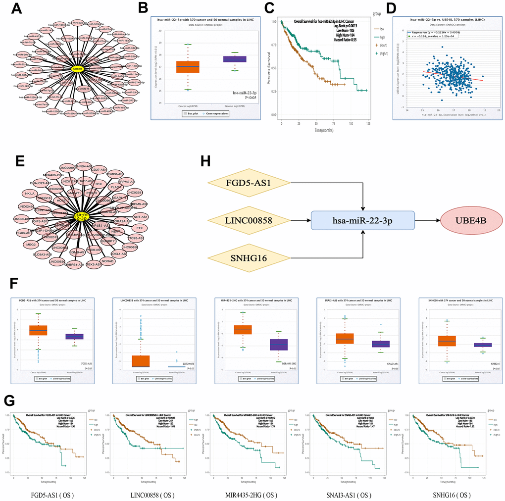 Construction of ceRNA network. (A) The miRNA-UBE4B regulatory network was developed by cytoscape software. (B–D) The expression (B), OS (C) and correlation with UBE4B (D) of hsa-miR-22-3p in HCC by StarBase database. (E) The lncRNA-hsa-miR-22-3p regulatory network constructed by cytoscape software. (F, G) The expression (F) and OS (G) of FGD5-AS1, LINC00858, MIR4435-2HG, SNAI3-AS1 and SNHG16 by StarBase database. (H) The schematic diagram of potential ceRNA network regulation axis.