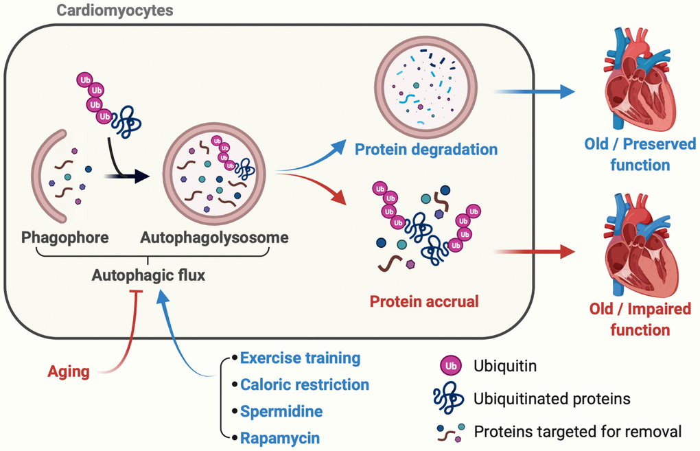 Late-in-life exercise training boosts autophagic flux to an extent that rejuvenates cardiac function. Accrual of ubiquitinated proteins that is, in part, secondary to impaired autophagic flux occurs over time and contributes to age-associated myocardial dysfunction (red lines and arrows). In mice, lifestyle (e.g., caloric restriction), nutraceutical (e.g., spermidine ingestion), and pharmacological (e.g., rapamycin-treatment) interventions initiated late-in-life boost cardiac autophagy and preserve myocardial function (blue lines and arrows). Cho et al. demonstrate that a physiological intervention (i.e., exercise-training), even when initiated late-in-life, improves autophagic flux, clears ubiquitinated proteins, reduces oxidant stress, and enhances cardiac function vs. results obtained from age-matched mice that did not train. These data provide the first evidence that habitual physical exercise, even when initiated late-in-life, is a viable adjunct “therapy” to improve/maintain myocardial performance during the inevitable process of aging.