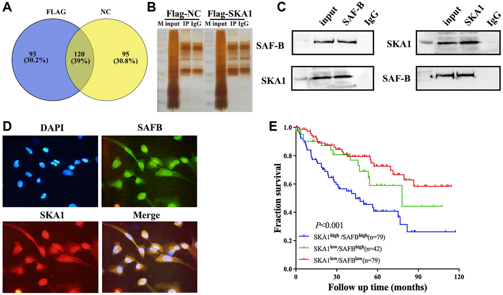 SKA1 was physically associated with the SAFB in the nucleus. (A) Pie diagram summarizing the SKA1-bound proteins as revealed by COIP- mass spectrometry. (B and C), Immunoprecipitation and mass spectrometry analysis of cofactors of SKA1. For the coimmunoprecipitation assay, normal IgG served as the negative control. (D) Confocal microscopy scan of immunofluorescence staining shows that SKA1 (green) co-localized with SAFB (red) in the 786-O cells. DAPI was used for nuclear staining. Scale bars = 10 μm. (E) Kaplan-Meier analysis of the overall survival in ccRCC patients from TCGA-KIRC (N = 242) according to the concurrent expression of SKA1 and SAFB.