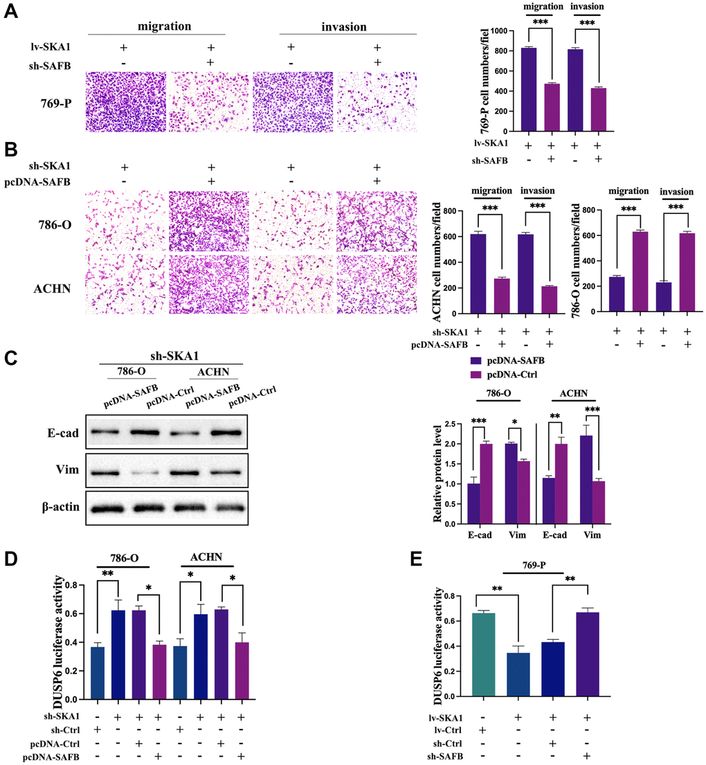 SAFB is required for SKA1-mediated aggressive phenotype of ccRCC. (A) Transwell assay was used to assess the invasiveness and migration of SKA1 overexpressing cells co-transfected siSAFB or scrambled control plasmid. (B) Transwell assay was used to assess the invasiveness and migration of SKA-depleted cells co-transfected SAFB overexpression or control plasmid. (C) Western blot analysis of E-cadherin and vimentin protein levels in cells transfected with indicated constructs after TGF-β1 treatment. One representative experiment of three independent experiments are shown. (D) Luciferase activity was determined in SKA-depleted cells co-transfected SAFB overexpression or control plasmid. (E) Luciferase activity was determined in SKA overexpressing cells co-transfected siSAFB or control plasmid. Data shown are mean from three independent experiments performed in triplicate. *P 