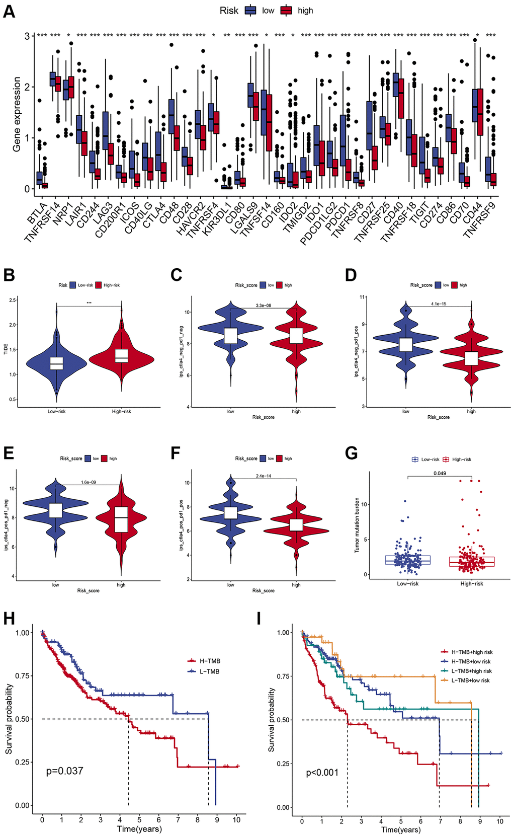 Comparison of the immunotherapeutic response of low- and high-risk HCC patients. (A) Comparison of immune checkpoint expression between the two subgroups. (B) Differences in TIDE scores in low- and high-risk individuals. (C–F) Differences in IPS scores in low- and high-risk individuals. (G) Differences in TMB in low- and high-risk individuals. (H) Kaplan-Meier survival curves of HCC patients in different TMB groups. (I) Kaplan-Meier survival curves in different risk scores and TMB subgroups.