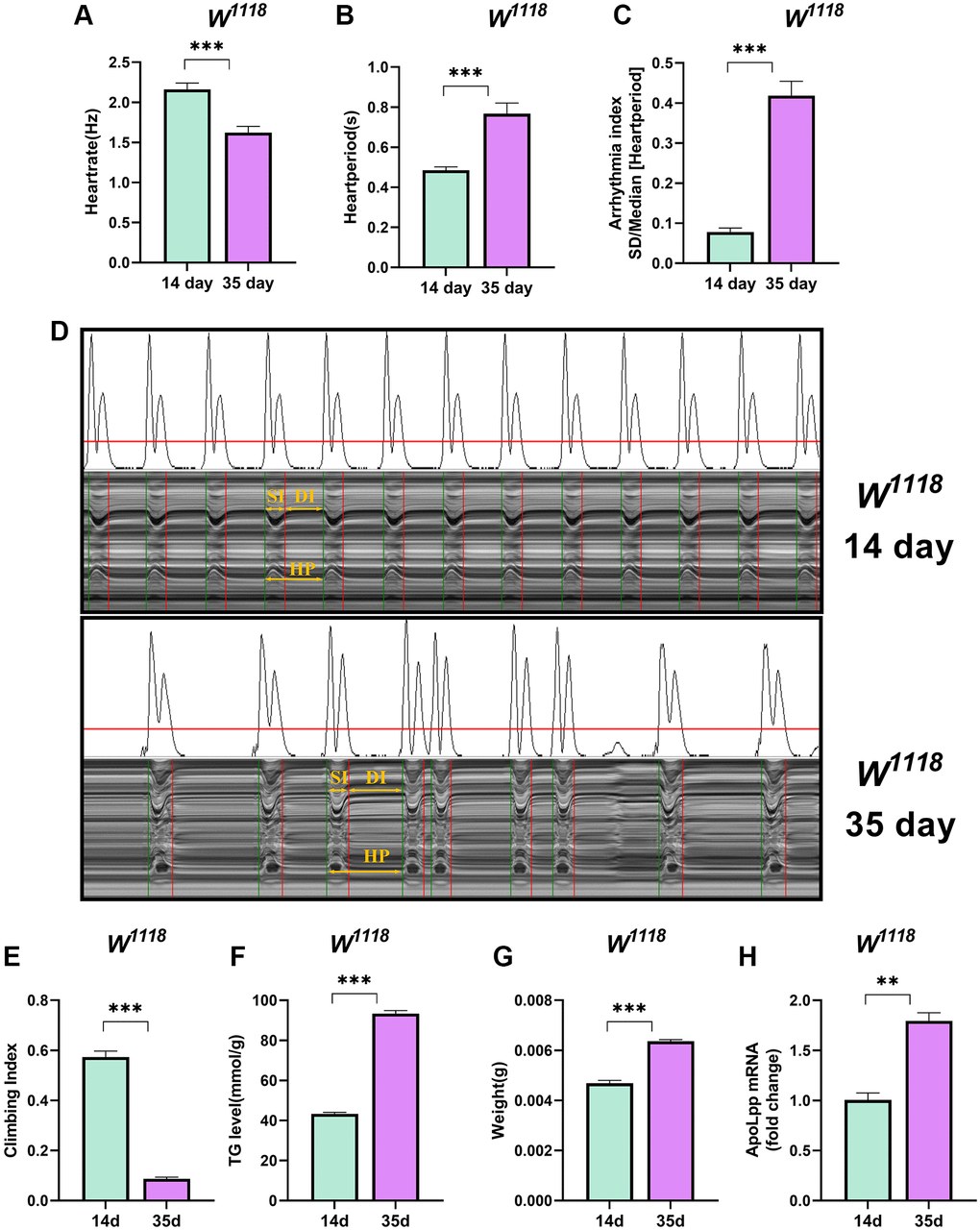 Older flies are prone to heart rate disorders and disorders of lipid metabolism. (A–C) Heart rate, cardiac cycle, and arrhythmia index of 14- and 35-days-old flies in the background of W1118. N = 30. The between-group comparisons were from student t-tests. (D) M-mode traces (8 s) prepared from high-speed movies of intact flies. The yellow arrows mark the SI, DI, HP, namely the systolic interval, the diastolic interval, and the heart period, respectively. This notation applies to all M-mode traces in this study unless otherwise stated. (E) Climbing index of 14- and 35-days-old flies. N = 50, see the “Materials and methods” section to calculate the climbing index. (F) Whole-body TG levels in 14- and 35-days-old flies. N = 5. Error bars represent three independent replicates. (G) Body weight of 14- and 35-days-old flies. N = 5, values are expressed as the body weight of 5 flies and measured in triplicate. (H) Whole-body apoLpp mRNA expression levels in 14- and 35-days-old flies. GAPDH was used to normalize these values, N = 10. Between-group comparisons were from student t-tests. All values except body weight are expressed as mean ± SEM, *p **p ***p 