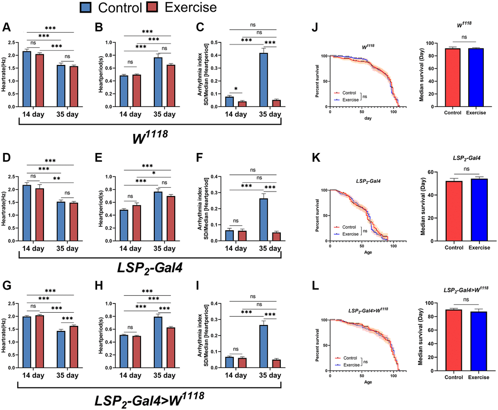 Effects of exercise on arrhythmias and lifespan. (A–C) Heart rate, heart period, and arrhythmia indices in exercise-treated 14- and 35-days-old flies in the W1118. N = 30. (D–F) Heart rate, heart period, and arrhythmia index in exercise-treated 14- and 35-days-old flies in the LSP2-Gal4. N = 30. (G–I) Heart rate, heart period, and arrhythmia index in exercise-treated flies in the LSP2-Gal4>W1118. N = 30. (J) The lifespan of exercise-treated 14- and 35-days-old flies in the W1118. On the left is the fly′s survival rate (%), and on the right is the average lifespan of flies. The sample sizes for Control and exercise were 202 and 210. (K) The lifespan of exercise-treated flies in the LSP2-Gal4. On the left is the fly′s survival rate (%), and on the right is the average lifespan of flies. The sample sizes for Control and exercise are 190 and 193. (L) The lifespan of exercise-treated flies in the LSP2-Gal4>W1118. On the left is the fly′s survival rate (%), and on the right is the average lifespan of flies. The sample sizes for Control and exercise were 205 and 181. P-values for all survival curves were obtained from the log-rank test. All P-values except survival curves were from student t-tests, and all values are expressed as mean ± SEM. *p **p ***p 