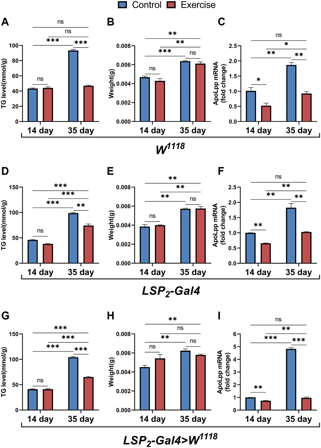 Effects of ELEL on lipid metabolism in flies under different genotype. (A–C) Whole-body TG levels, body weight, and whole-body apoLpp mRNA levels in exercise-treated 14- and 35-days-old flies in the W1118. (D–F) Whole-body TG levels, body weight, and whole-body apoLpp mRNA levels in exercise-treated 14- and 35-days-old flies in the LSP2-Gal4. (G–I) Whole-body TG levels, body weight, and whole-body apoLpp mRNA levels in exercise-treated 14- and 35-days-old flies in the LSP2-Gal4>W1118. To detect whole-body TG, the sample size of all flies was 5, and measured in triplicate. For body weight, values are expressed as the body weight of 5 flies and measured in triplicate. GAPDH was used to normalize these values for whole-body apoLpp mRNA expression levels in flies, and N = 10. All values are expressed as mean ± SEM, and all P-values are from student t-tests. *p **p ***p 