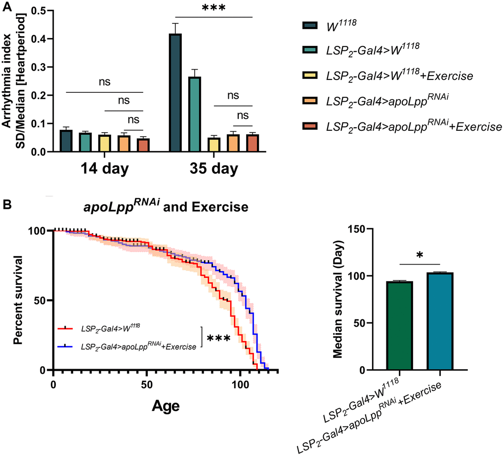 Effects of exercise combined with fat body UAS-apoLppRNAi on lifespan and age-induced arrhythmias in flies. (A) Arrhythmia index in flies under co-action of exercise with fat body UAS-apoLppRNAi. N = 30. Two-way ANOVA was used for LSP2-Gal4>W1118, LSP2-Gal4>W1118+exercise, LSP2-Gal4>UAS-apoLppRNAi, and LSP2-Gal4>UAS-apoLppRNAi+exercise followed by post hoc tests using Bonferroni correction. The P-values for W1118 and LSP2-Gal4>W1118+exercise were from student t-tests. (B) The lifespan of flies under co-action of exercise with fat body UAS-apoLppRNAi. On the left is the flies′ survival rate (%), and on the right is the median survival of flies. The sample sizes of LSP2-Gal4>W1118 and LSP2-Gal4>UAS-apoLppRNAi+exercise were 205 and 183, respectively. The experiment was carried out with 10 technical replicates and three biological replicates. The P-values for survival curves were obtained from the log-rank test, and the P-values for median survival were obtained from student t-tests. *p **p ***p 
