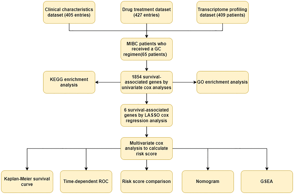 Workflow of this study. The clinical characteristics dataset, Drug treatment dataset, and transcriptome profiling dataset were downloaded from the BLCA (Bladder Urothelial Carcinoma) project of TCGA (The Cancer Genome Atlas). The study dataset contained complete information about 65 MIBC patients who received GC regimens, which was obtained by merging the clinical characteristics dataset, the Drug treatment dataset, and the transcriptome profiling dataset. Survival-associated genes were identified by univariate cox regression analysis. The KEGG enrichment analysis and the GO enrichment analysis were utilized to explore the molecular functions of the survival-associated genes. LASSO cox regression analysis was used to select special survival-associated genes. The individual risk score was calculated by multivariate cox regression analysis. Kaplan-Meier survival curve and log-rank test were employed to compare the OS of the high-risk and low-risk patients. To assess the risk score’s ability to predict prognosis, a time-dependent ROC plot was created. High-risk and low-risk MIBC patients’ average risk scores were compared. Risk score, gender, age at diagnosis, and AJCC pathological stage were all combined to create the nomogram. GSEA was utilized to explore key signal pathways for DEGs between high-risk and low-risk patients.