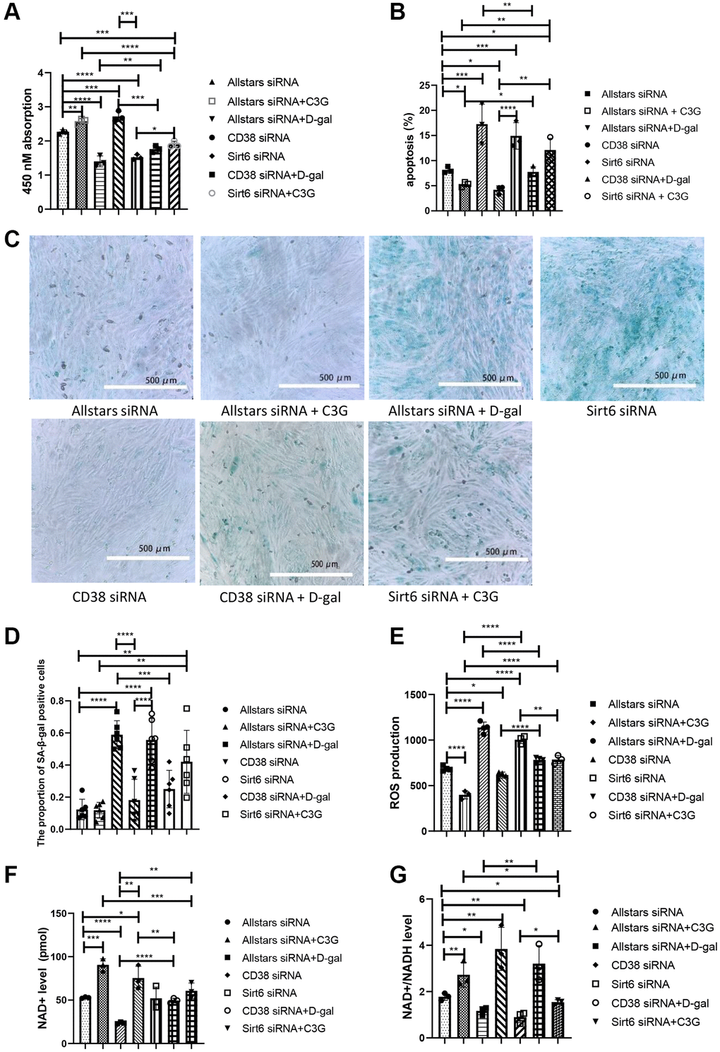 CD38 siRNA alleviated the senescence-related index in D-gal-treated H9c2 cells, and Sirt6 siRNA aggravated the senescence-related index. Cell proliferation was detected with the CCK-8 assay (A), and cell apoptosis was detected using flow cytometry (B). β-Gal expression was observed using cytochemistry (C) and semi0quantitatively analyzed (D). Cellular ROS levels were detected with a ROS assay (E), and the NAD+ level (F) and NAD+/NADH ratio (G) were detected with an NAD+/NADH detection kit. Magnification, 10×. *P **P ***P ****P 