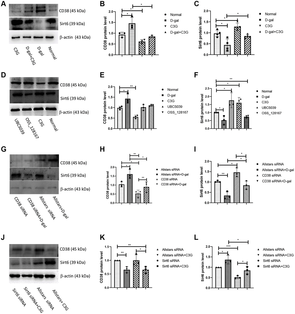 D-gal induced CD38 expression and decreased Sirt6 expression, whereas C3G decreased CD38 expression and increased Sirt6 expression in H9c2 cells. H9c2 cells were treated with D-gal or C3G, CD38 and Sirt6 protein expression was examined using Western blotting (A), and the levels of CD38 (B) and Sirt6 (C) were analyzed by normalizing β-actin expression. H9c2 cells were treated with OSS-128167 and UBCS039, the protein expression was examined (D), and the levels of CD38 (E) and Sirt6 (F) in the cells were analyzed. H9c2 cells were transfected with CD38 siRNA, protein expression was examined (G), and the levels of CD38 (H) and Sirt6 (I) in the cells were analyzed. H9c2 cells were transfected with Sirt6 siRNA, protein expression was examined (J), and the levels of CD38 (K) and Sirt6 (L) in the cells were analyzed. β-Actin was used as an internal reference. *P **P ***P 