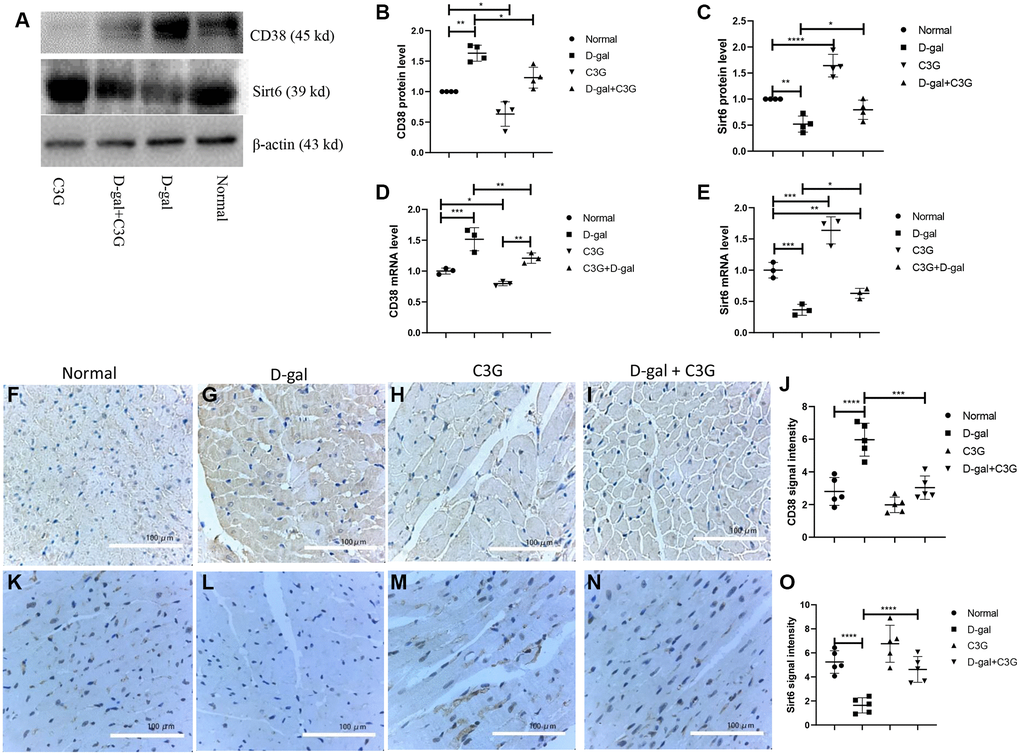 D-gal increased CD38 expression and decreased Sirt6 expression in myocardial tissues of aging mice, and C3G decreased CD38 expression and increased Sirt6 expression in the tissues. Protein expression was determined using Western blotting (A), and the levels of CD38 (B) and Sirt6 expression (C) were semi-quantitatively analyzed. Levels of the CD38 (D) and Sirt6 (E) mRNAs in mouse heart tissues were detected with real-time PCR. Immunohistochemistry was also used to detect protein expression in mouse myocardial tissues. The expression levels were semi-quantified based on immune signal density and extension. (F–I) show CD38 protein expression, and the expression was semi-quantified (J). (K–N) show Sirt6 protein expression, and the expression was semi-quantified (O). Magnification, 10 ×. *P **P ***P 