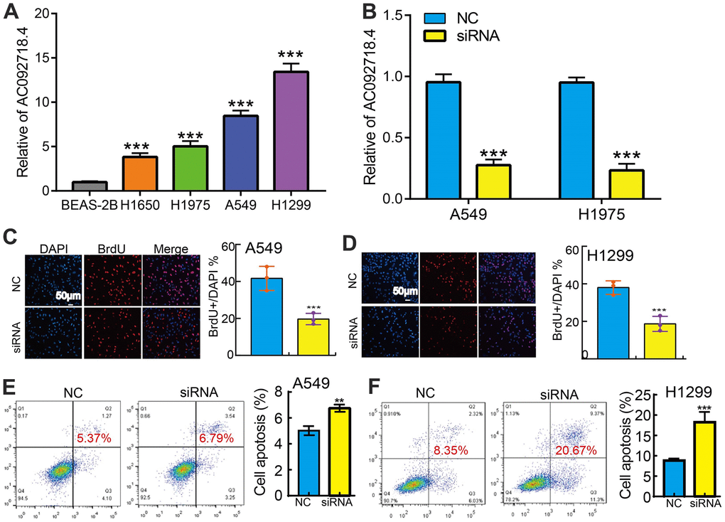 Knockdown of AC092718.4 inhibits cancer cell growth. (A) The relative expression of AC092718.4 in LUAD cell lines including H1299, H1650, A549, and H1975 examined by Real-time RT-PCR, human bronchial epithelial cells (BEAS2B) cell line was used as control. (B) Establishment of AC092718.4 knockdown in A549 and H1299 cells, verified by Real-time RT-PCR. (C–F) Down-regulation of AC092718.4 inhibited cell growth and promote cell apoptosis in A549 and H1299 cells. **P 