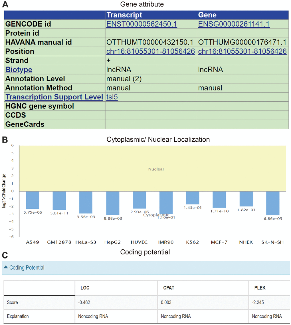 Molecular characteristics analysis of AC092718.4. (A) The genomic attributes of AC092718.4 analysis by UCSC database. (B) The subcellular localization of AC092718.4 in diverse cancer cells. (C) The coding potential of AC092718.4 analysis by LGC, CPAT, and PLEK databases.