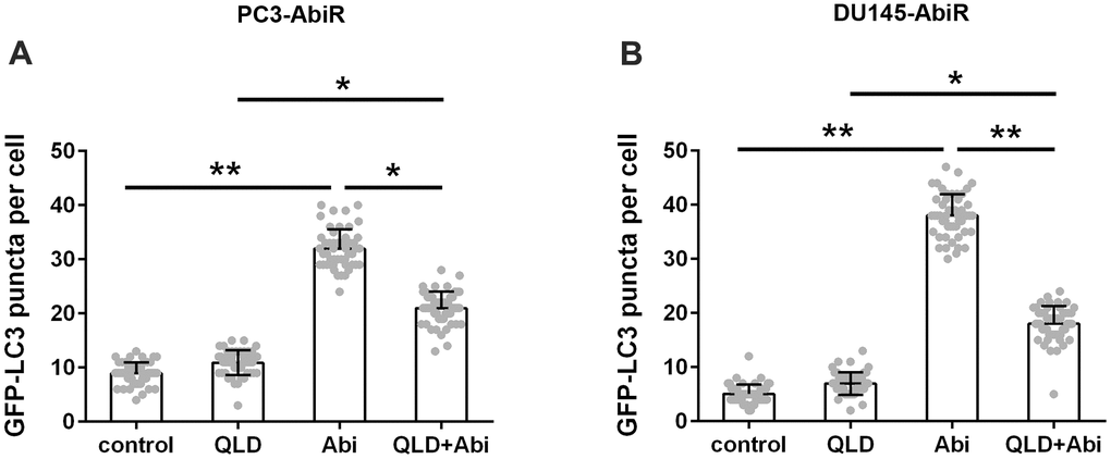 QLD reversed abiraterone induced autophagy in PC3-AbiR and DU145-AbiR cells. Autophagy was quantified by counting the GFP-LC3 puncta in the PC3-AbiR (A) and DU145-AbiR (B) cells. Data were presented as mean ± SD. n=3. *p