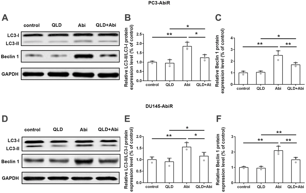 QLD treatment significantly reduced LC3-II and Beclin 1 in PC3-AbiR and DU145-AbiR cells. (A) Western blot was used to detect protein levels of LC3-II/ LC3-I and Beclin 1 in PC3-AbiR cells. (B, C) Relative protein expression was shown. (D) Western blot was used to detect protein levels of LC3-II/ LC3-I and Beclin 1 in DU145-AbiR cells. (E, F) Relative protein expression was shown. Data were presented as mean ± SD. n=3 for each group. *p