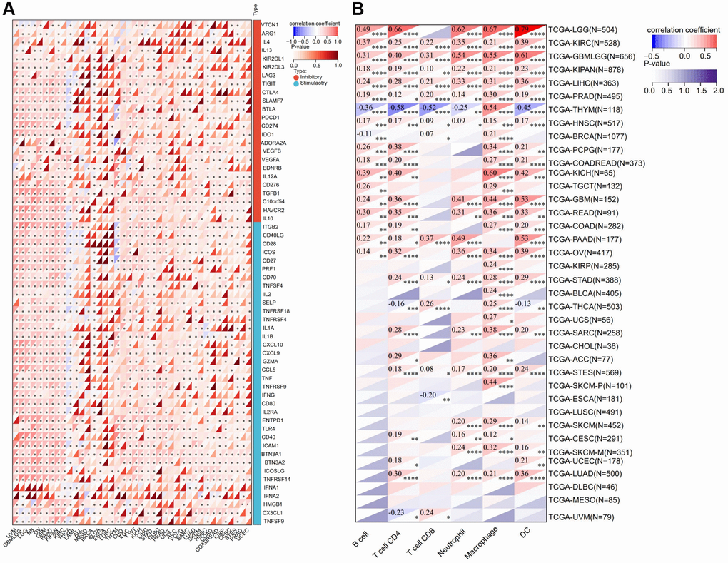 Correlation analysis between the expression of RNF135 and immune microenvironment. (A) Correlation analysis between the expression of RNF135 and immune checkpoint inhibitors. (B) Correlation analysis between RNF135 and immune cell infiltration in pan-cancer. *P **P ***P 