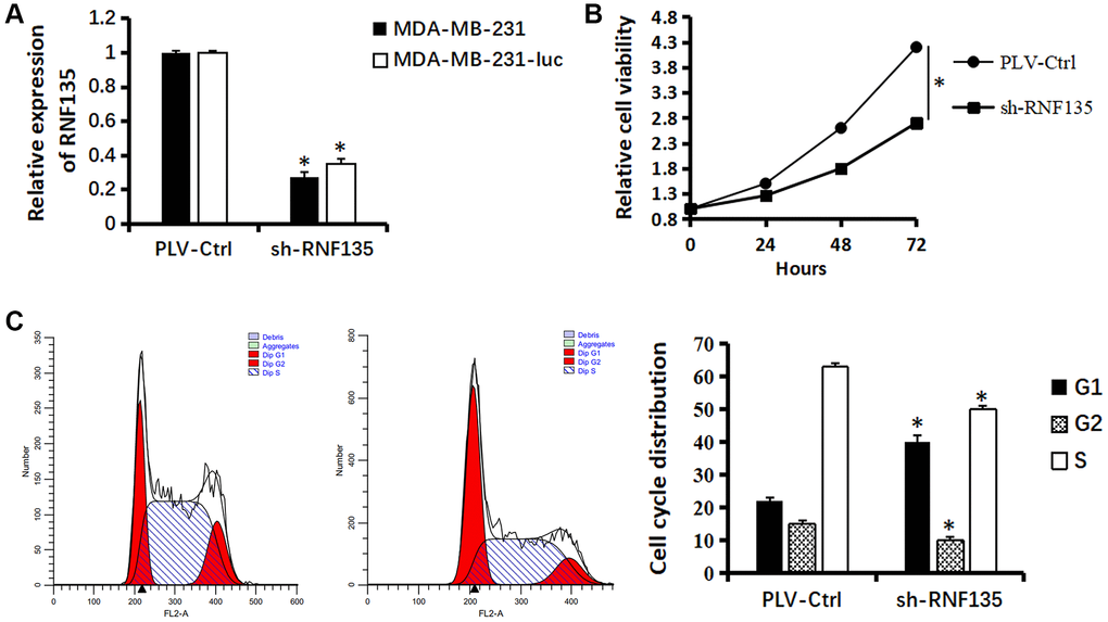 Relationship between RNF135 and viability of MDA-MB-231 cells. (A) qRT-PCR assay shows the transcriptional levels of the RNF135 gene with GAPDH used as the loading control in MDA-MB-231 and MDA-MB-231-luc cells. (B) Effect of sh-RNF135 on the proliferation of MDA-MB-231 cells was detected by CCK-8 assays. (C) The cell cycle distribution of MDA-MB-231 cells were measured using propidium iodide staining and flow cytometry analyses. Data are presented as the mean ± SD for three independent experiments (*P 